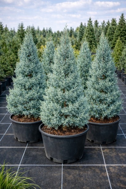 Cupressus Глаука в контейнері